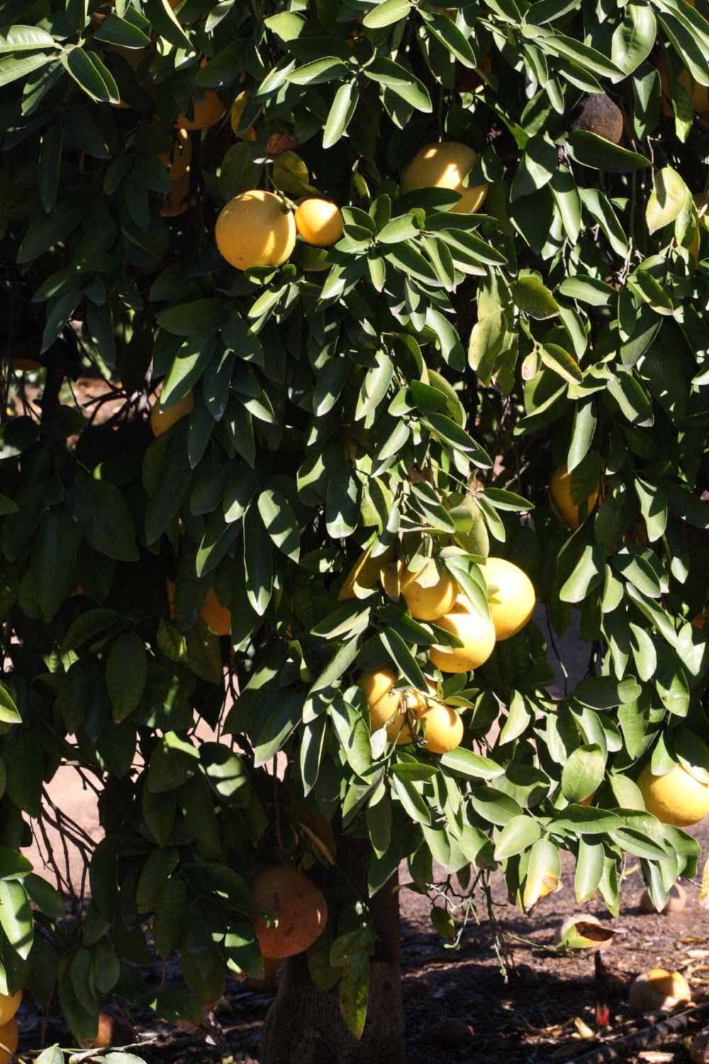              Habit (Riverside, CA)       